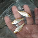 BEAUTIFUL ALBINO COMPRESSICEPS 2" UNSEXED (Dimidiochromis compressiceps)