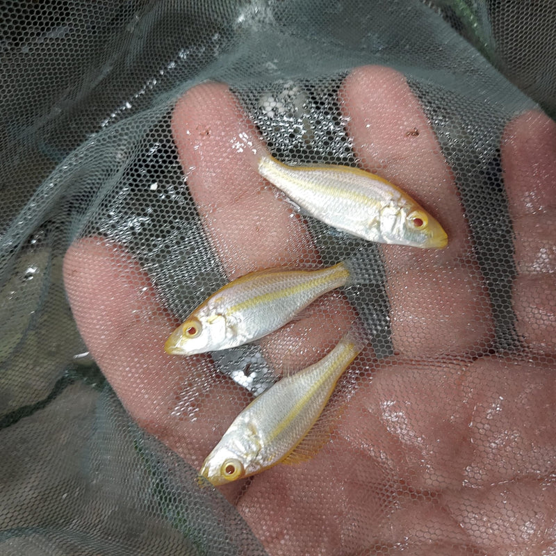 BEAUTIFUL ALBINO COMPRESSICEPS 2" UNSEXED (Dimidiochromis compressiceps)