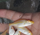 BEAUTIFUL ALBINO COMPRESSICEPS 2" UNSEXED (Dimidiochromis compressiceps)