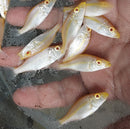 BEAUTIFUL ALBINO COMPRESSICEPS 2" UNSEXED (Dimidiochromis compressiceps)
