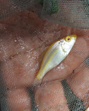 BEAUTIFUL ALBINO COMPRESSICEPS 2" UNSEXED (Dimidiochromis compressiceps)