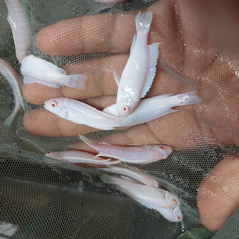 GREAT ALBINO SOCOLOFI 1.5 TO 2" UNSEXED (Pseudotropheus socolofi)