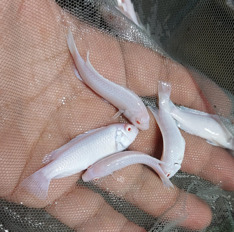 GREAT ALBINO SOCOLOFI 1.5 TO 2" UNSEXED (Pseudotropheus socolofi)