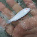 GREAT ALBINO SOCOLOFI 1.5 TO 2" UNSEXED (Pseudotropheus socolofi)
