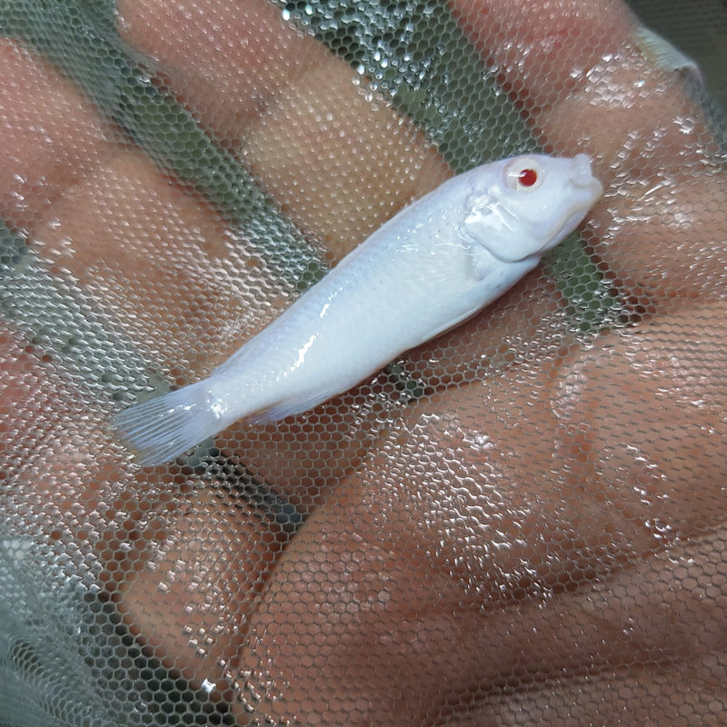 GREAT ALBINO SOCOLOFI 1.5 TO 2" UNSEXED (Pseudotropheus socolofi)