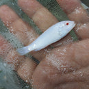 GREAT ALBINO SOCOLOFI 1.5 TO 2" UNSEXED (Pseudotropheus socolofi)