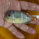 GEOPHAGUS BALZANII  3.5 INCHES MALE (Gymnogeophagus balzanii)