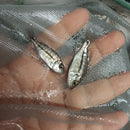 BEAUTIFUL FIRE HAPS 1.5" TO 2" UNSEXED (Protomelas taeniolatus)