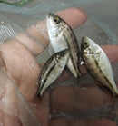 BEAUTIFUL FIRE HAPS 1.5" TO 2" UNSEXED (Protomelas taeniolatus)