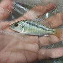 GREAT MALAWI GAR 2.5" UNSEXED (Lichnochromis acuticeps)