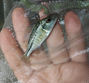 GREAT MALAWI GAR 2.5" UNSEXED (Lichnochromis acuticeps)