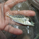 GREAT MALAWI GAR 2.5" UNSEXED (Lichnochromis acuticeps)