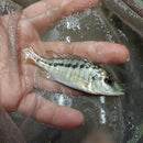 GREAT MALAWI GAR 1.5 to 2" UNSEXED (Lichnochromis acuticeps)