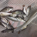 GREAT PICEATUS CICHLID 1.5 to 2 INCHES UNSEXED (Haplochromis piceatus)