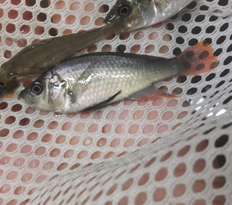 GREAT PICEATUS CICHLID 2 INCHES UNSEXED (Haplochromis piceatus)