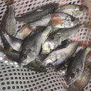 GREAT PICEATUS CICHLID 1.5 to 2 INCHES UNSEXED (Haplochromis piceatus)