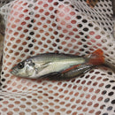 GREAT PICEATUS CICHLID 1.5 to 2 INCHES UNSEXED (Haplochromis piceatus)