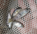 BEAUTIFUL OB AHLI 1.5 TO 2 INCHES UNSEXED (Sciaenochromis sp)