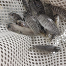 BEAUTIFUL OB AHLI 1.5 TO 2 INCHES UNSEXED (Sciaenochromis sp)