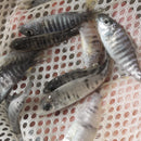 BEAUTIFUL OB AHLI 1.5 TO 2 INCHES UNSEXED (Sciaenochromis sp)