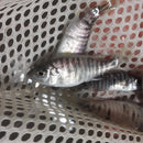 BEAUTIFUL OB AHLI 1.5 TO 2 INCHES UNSEXED (Sciaenochromis sp)