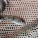 BEAUTIFUL OB AHLI 1.5 TO 2 INCHES UNSEXED (Sciaenochromis sp)