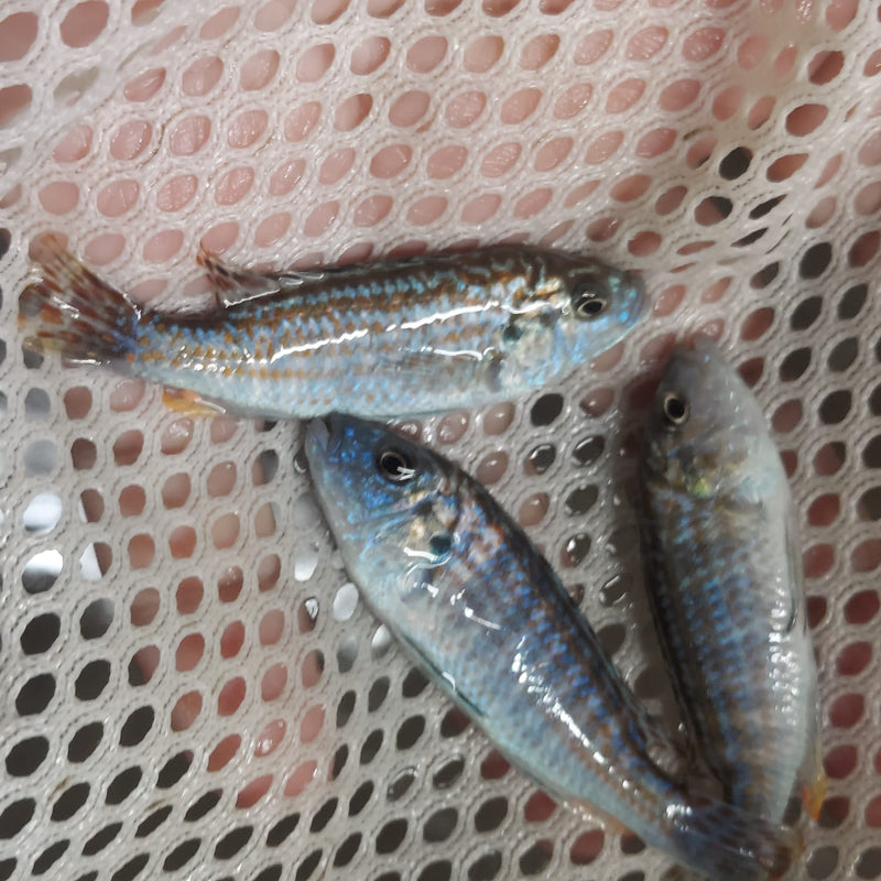 BEAUTIFUL EXASPERATUS CICHLID 2 INCHES UNSEXED (Labidochromis joanjohnsonae)