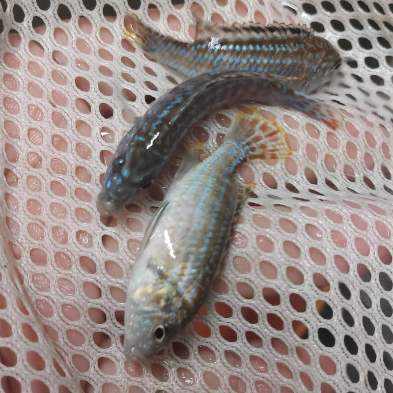 BEAUTIFUL EXASPERATUS CICHLID 2 INCHES UNSEXED (Labidochromis joanjohnsonae)
