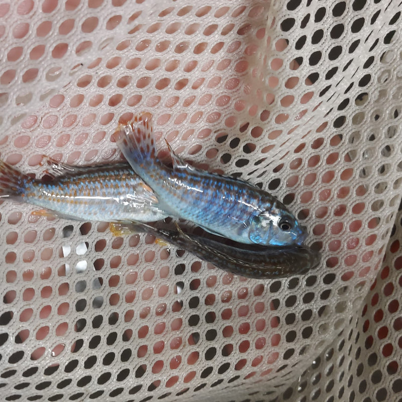 BEAUTIFUL EXASPERATUS CICHLID 2 INCHES UNSEXED (Labidochromis joanjohnsonae)