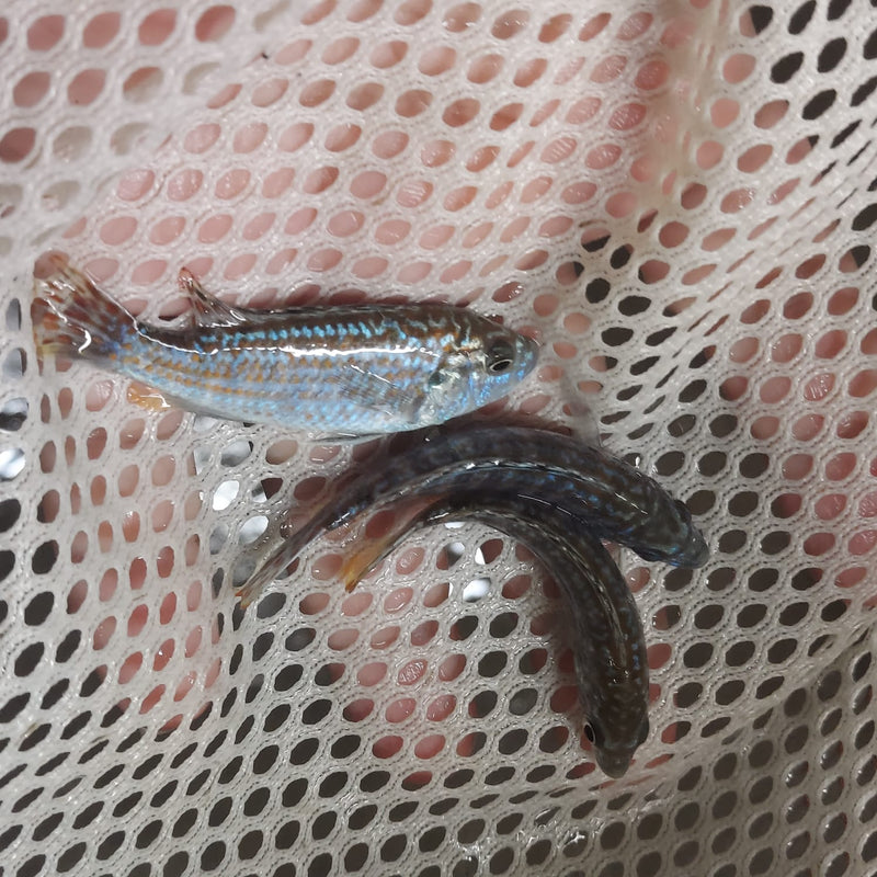 BEAUTIFUL EXASPERATUS CICHLID 2 INCHES UNSEXED (Labidochromis joanjohnsonae)