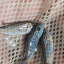 EXASPERATUS AFRICAN CICHLID 1 TO 1.5" UNSEXED (Labidochromis joanjohnsonae)