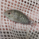 BEAUTIFUL BLUE ACARA 1.5 TO 2 INCHES UNSEXED (Andinoacara pulcher)