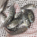 BEAUTIFUL BLUE ACARA 1.5 TO 2 INCHES UNSEXED (Andinoacara pulcher)