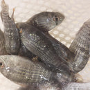 BEAUTIFUL BLUE ACARA 1.5 TO 2 INCHES UNSEXED (Andinoacara pulcher)