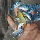 OUTSTANDING KENYI CICHLID 2 INCHES UNSEXED (Pseudotropheus lombardoi)