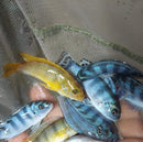 OUTSTANDING KENYI CICHLID 2 INCHES UNSEXED (Pseudotropheus lombardoi)