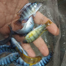 OUTSTANDING KENYI CICHLID 2 INCHES UNSEXED (Pseudotropheus lombardoi)