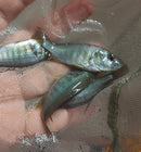 COLORFUL HIPPO POINT SALMON 2.5 to 3" INCHES UNSEXED (Ptyochromis sp)