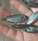 COLORFUL HIPPO POINT SALMON 2.5 to 3" INCHES UNSEXED (Ptyochromis sp)