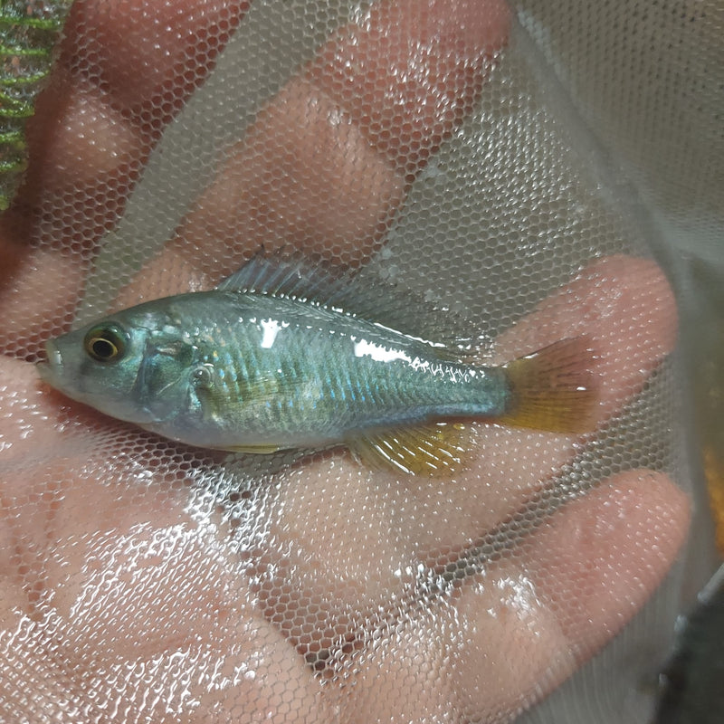 COLORFUL HIPPO POINT SALMON 2 INCHES UNSEXED (Ptyochromis sp)