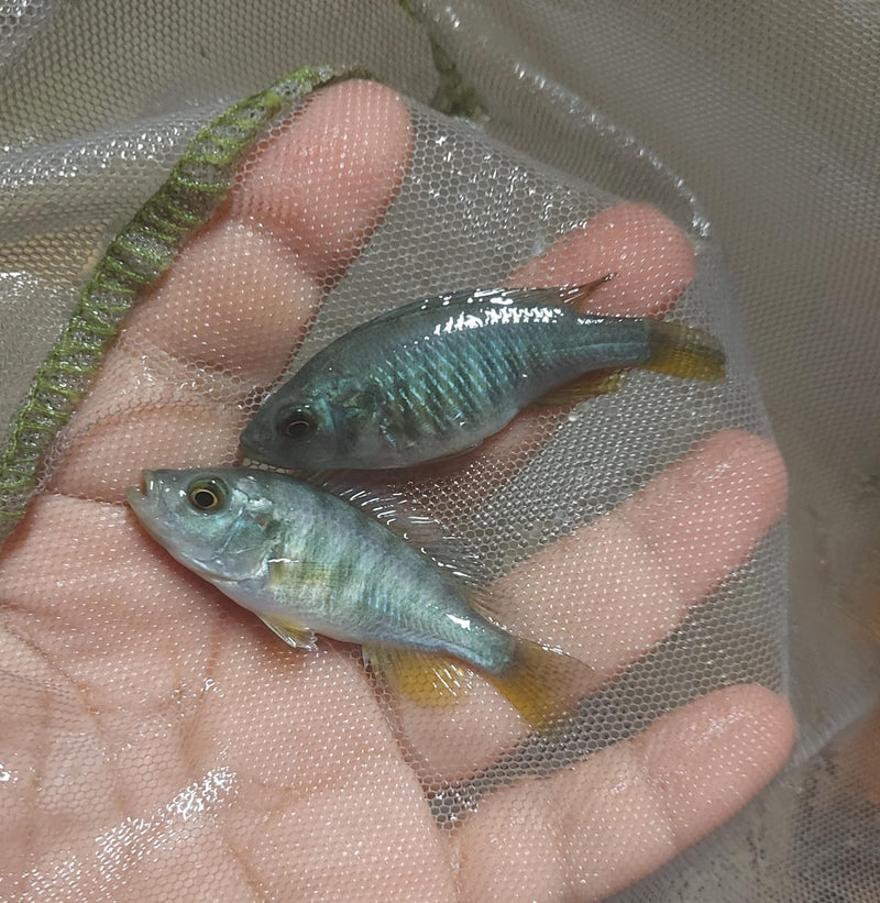 COLORFUL HIPPO POINT SALMON 2 INCHES UNSEXED (Ptyochromis sp)