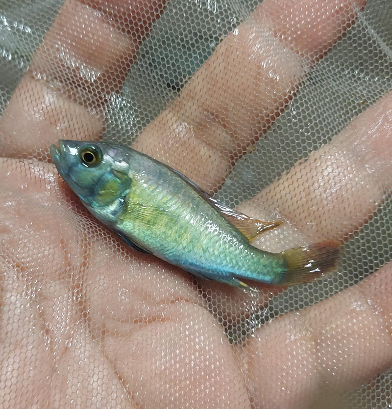COLORFUL HIPPO POINT SALMON 2 INCHES UNSEXED (Ptyochromis sp)