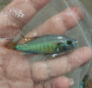 COLORFUL HIPPO POINT SALMON 2.5 to 3" INCHES UNSEXED (Ptyochromis sp)