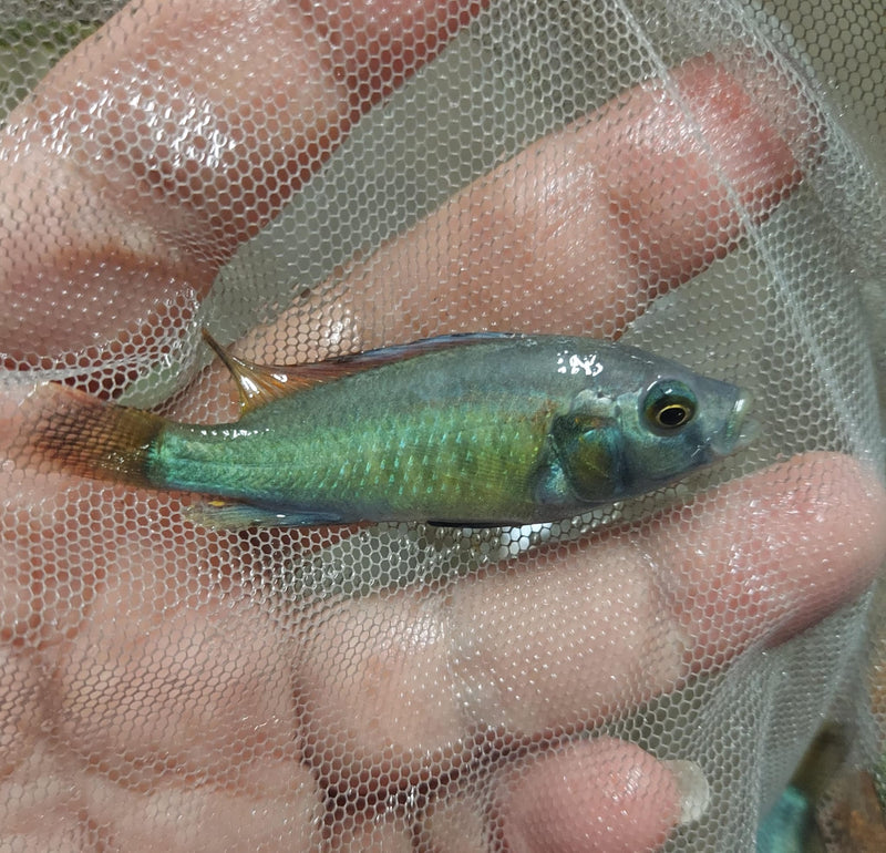 COLORFUL HIPPO POINT SALMON 2 INCHES UNSEXED (Ptyochromis sp)