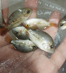 GREAT RED-SPOTTED CICHLID 1.5 to 2" UNSEXED (Vieja bifasciata)