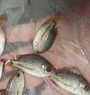 GREAT RED-SPOTTED CICHLID 1.5 to 2" UNSEXED (Vieja bifasciata)