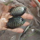 BEAUTIFUL PERUVIAN SEVERUM 1.5 to 2" INCHES UNSEXED (Heros appendiculatus)