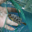 BEAUTIFUL NIMBOCHROMIS VENUSTUS 3.5"