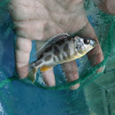 BEAUTIFUL NIMBOCHROMIS VENUSTUS 3.5"