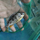 BEAUTIFUL NIMBOCHROMIS VENUSTUS 3.5"